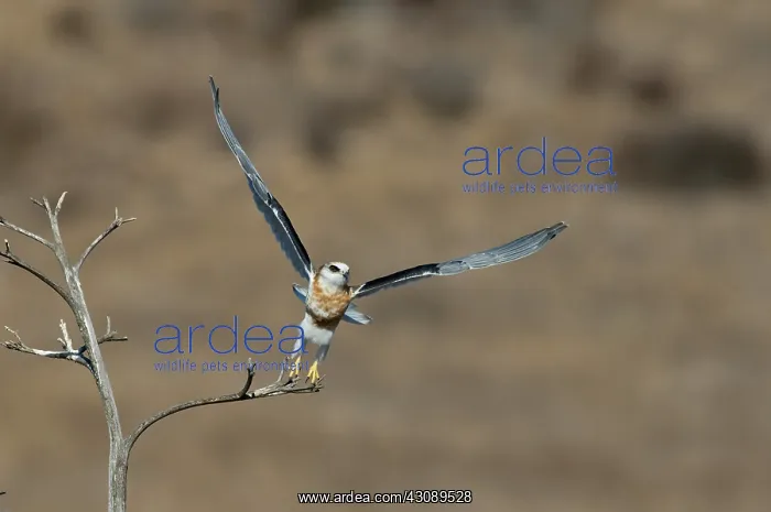 : White-tailed Kite Takes Off : White-tailed Kite Takes Off