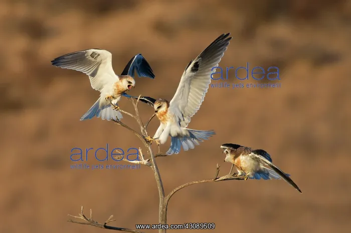  : White-tailed Kite Trio