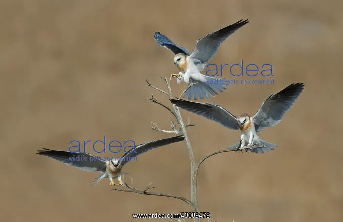 : White-tailed Kite young : White-tailed Kite young