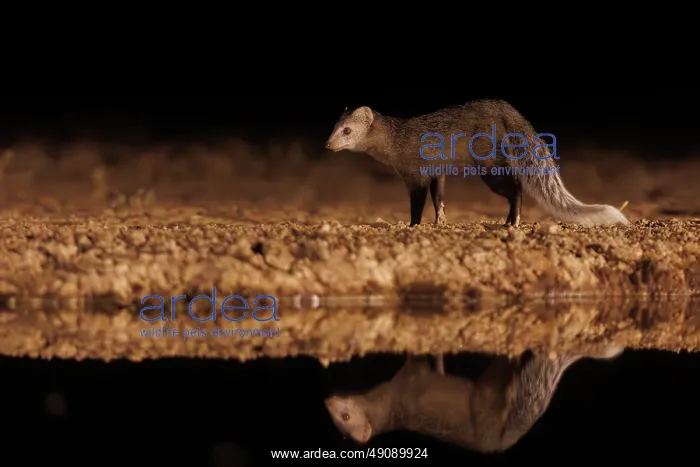 : White-tailed mongoose (Ichneumia albicauda) : White-tailed mongoose (Ichneumia albicauda)