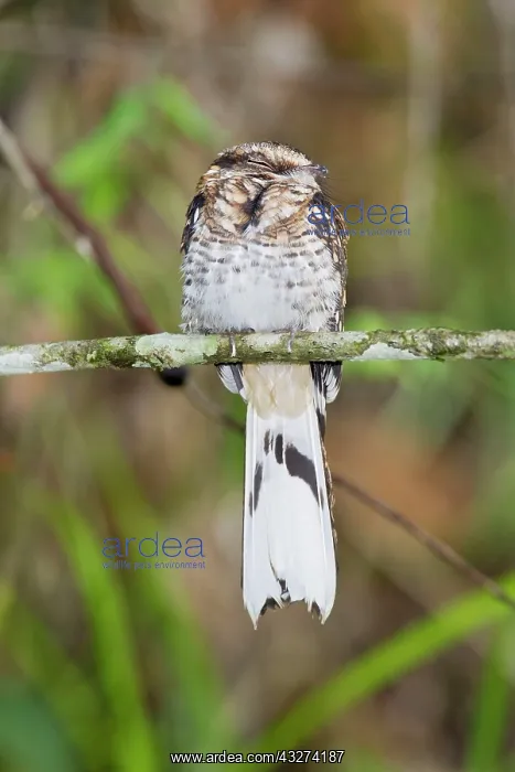 : White-tailed nightjar (Caprimulgus cayennensis) : White-tailed nightjar (Caprimulgus cayennensis)