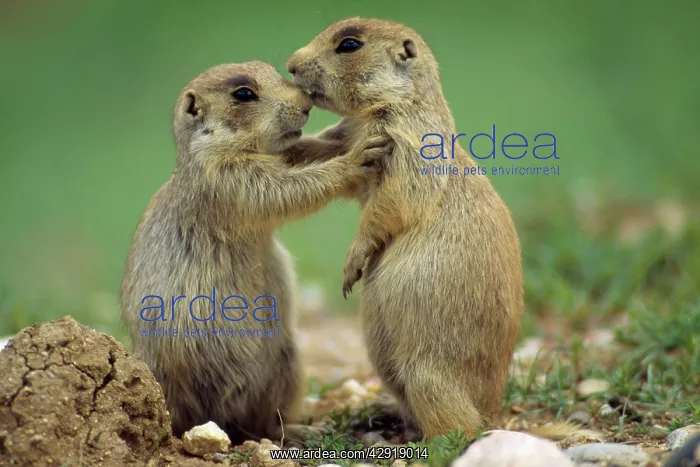 : White-tailed Prairie Dog - stopping their play : White-tailed Prairie Dog - stopping their play