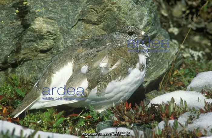 : White Tailed Ptarmigan : White Tailed Ptarmigan