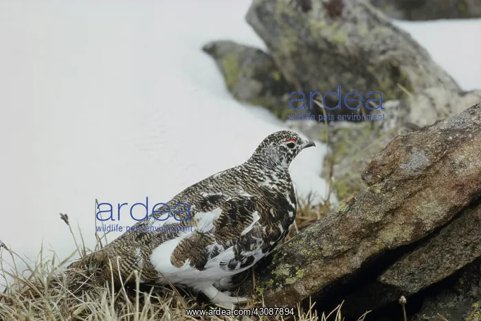 : White-tailed Ptarmigan : White-tailed Ptarmigan