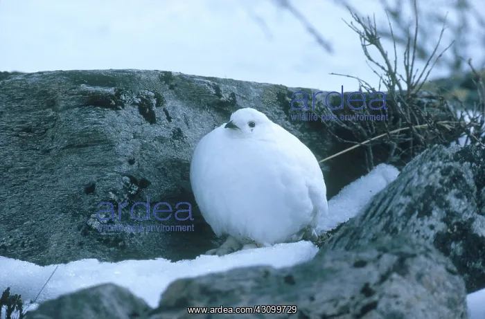 : White-tailed Ptarmigan : White-tailed Ptarmigan