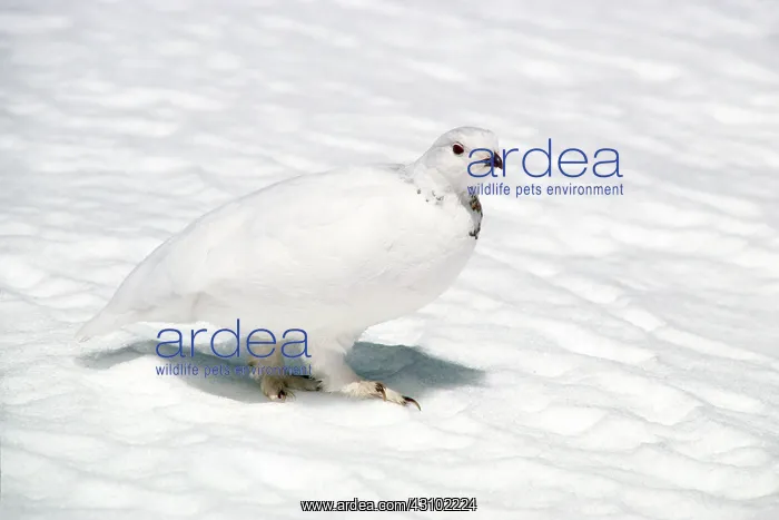 : White-tailed Ptarmigan : White-tailed Ptarmigan