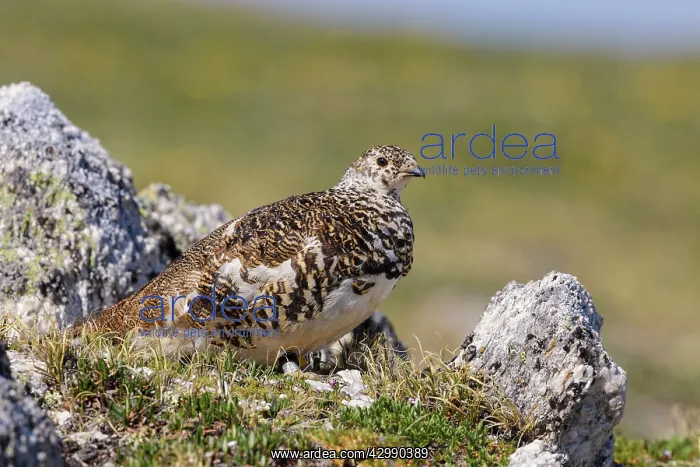 : White-tailed Ptarmigan - breeding male foraging above tree l : White-tailed Ptarmigan - breeding male foraging above tree l