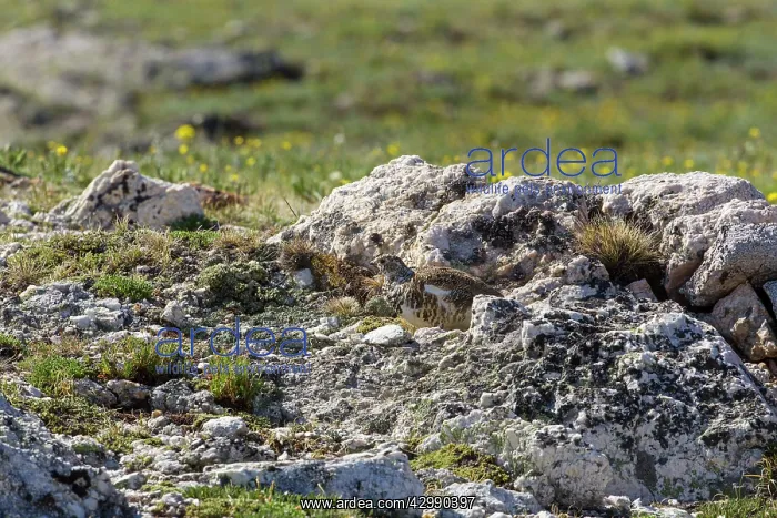 : White-tailed Ptarmigan - breeding male foraging above tree l : White-tailed Ptarmigan - breeding male foraging above tree l