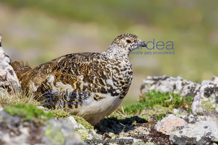 : White-tailed Ptarmigan - breeding male foraging above tree l : White-tailed Ptarmigan - breeding male foraging above tree l
