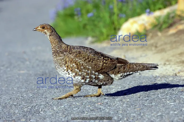 : White tailed Ptarmigan - female crossing trail : White tailed Ptarmigan - female crossing trail