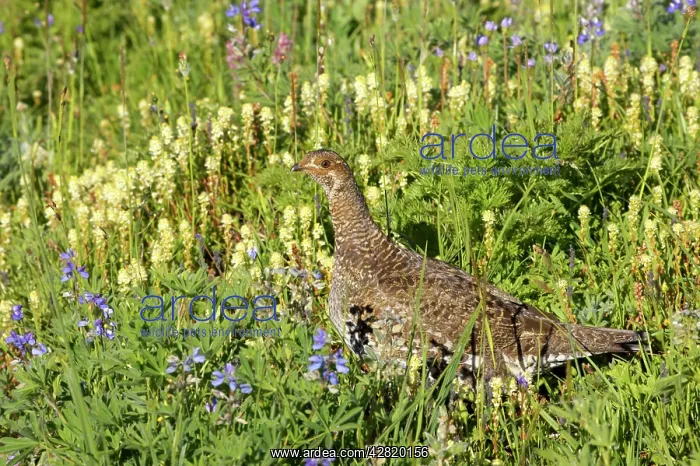 : White-tailed Ptarmigan - female in subalpine flower meadow : White-tailed Ptarmigan - female in subalpine flower meadow