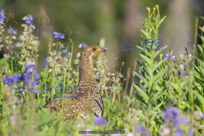 : White-tailed Ptarmigan - female in subalpine flower meadow : White-tailed Ptarmigan - female in subalpine flower meadow