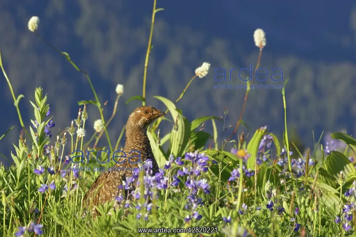 : White-tailed Ptarmigan - female in subalpine flower meadow : White-tailed Ptarmigan - female in subalpine flower meadow