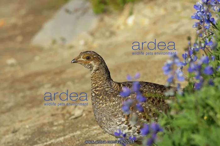 : White-tailed Ptarmigan - female in subalpine flower meadow : White-tailed Ptarmigan - female in subalpine flower meadow