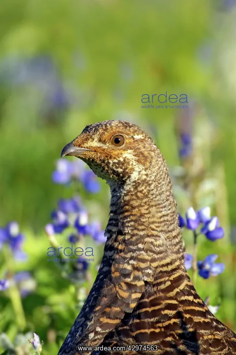  : White tailed Ptarmigan - female in subalpine flower meadow
