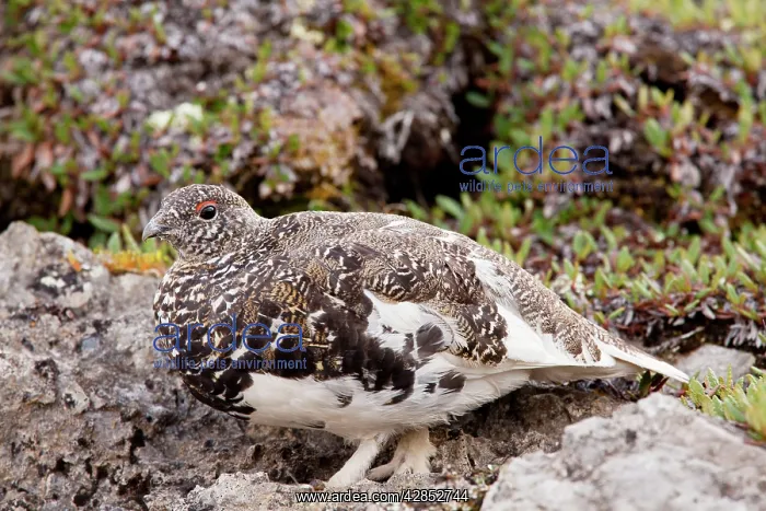 : White-tailed Ptarmigan - male in high alpine tundra : White-tailed Ptarmigan - male in high alpine tundra