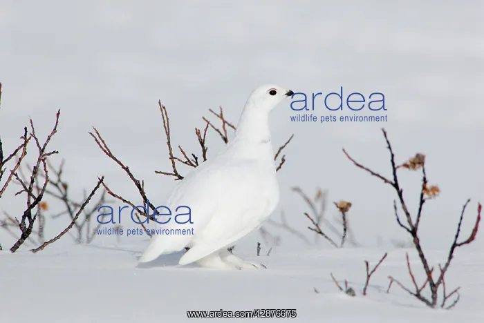 : White-tailed Ptarmigan - male in snow : White-tailed Ptarmigan - male in snow