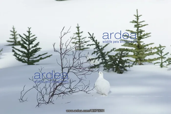 : White-tailed Ptarmigan - male in snow : White-tailed Ptarmigan - male in snow