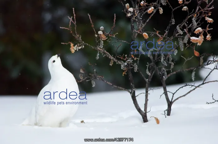 : White-tailed Ptarmigan - in snow eating buds and : White-tailed Ptarmigan - in snow eating buds and