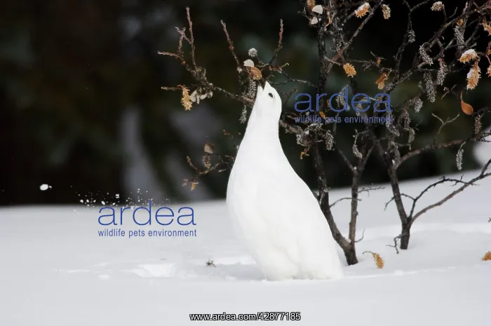 : White-tailed Ptarmigan - in snow eating buds and : White-tailed Ptarmigan - in snow eating buds and