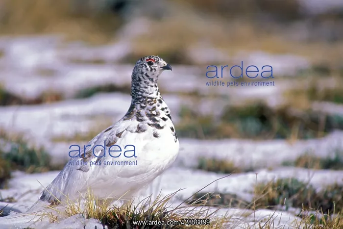: White-tailed Ptarmigan - On tundra : White-tailed Ptarmigan - On tundra