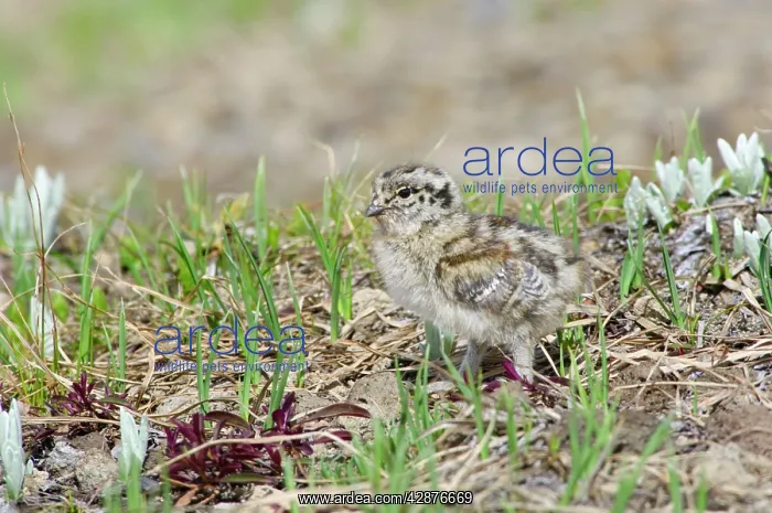 : White-tailed Ptarmigan - young chick : White-tailed Ptarmigan - young chick