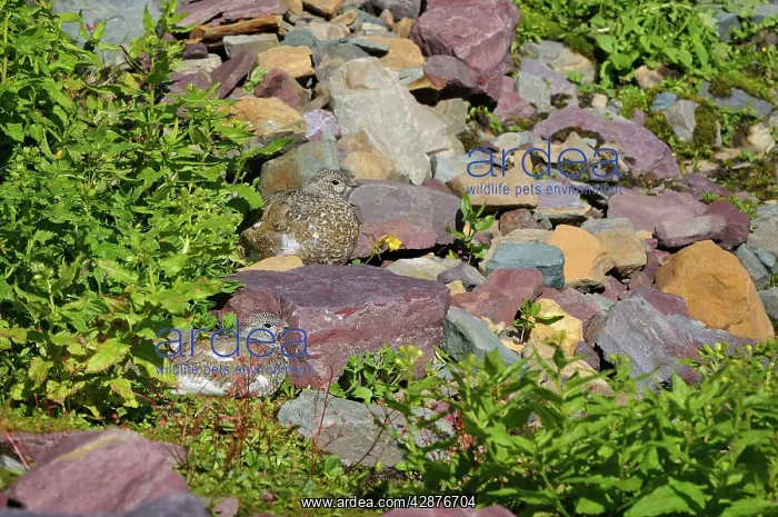 : White-tailed Ptarmigans : White-tailed Ptarmigans