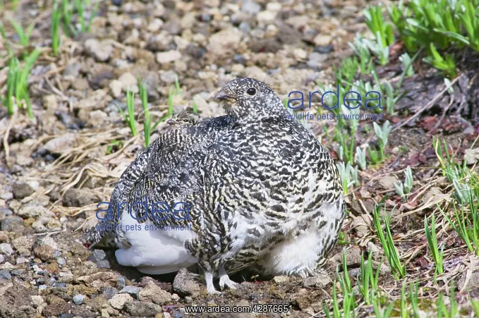 : White-tailed Ptarmigans - hen is brooding chicks : White-tailed Ptarmigans - hen is brooding chicks
