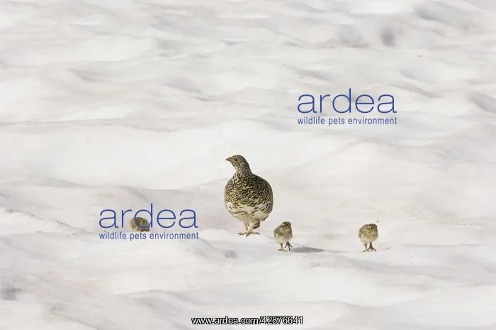 : White-tailed Ptarmigans - hen with chicks crossing : White-tailed Ptarmigans - hen with chicks crossing