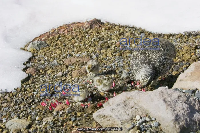 : White-tailed Ptarmigans - hen is feeding on new : White-tailed Ptarmigans - hen is feeding on new