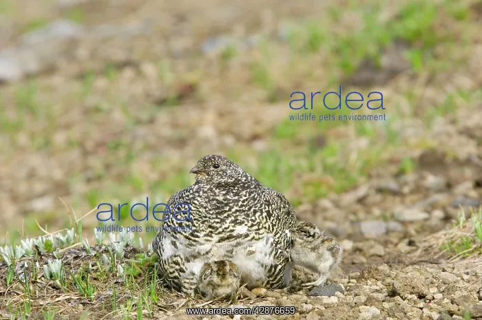 : White-tailed Ptarmigans - hen warming young chicks : White-tailed Ptarmigans - hen warming young chicks