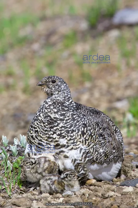  : White-tailed Ptarmigans - mother with young chicks