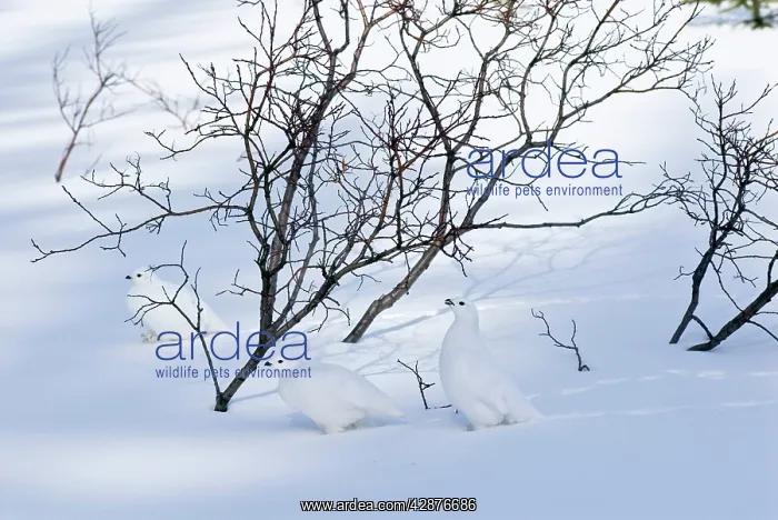 : White-tailed Ptarmigans - in snow : White-tailed Ptarmigans - in snow