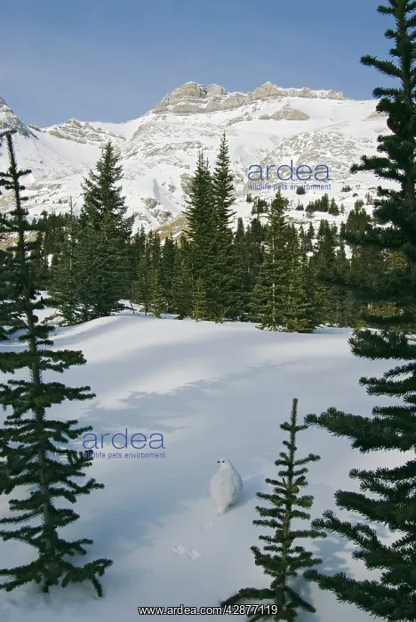 : White-tailed Ptarmigans - in snow : White-tailed Ptarmigans - in snow