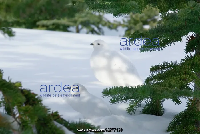 : White-tailed Ptarmigans - in snow : White-tailed Ptarmigans - in snow