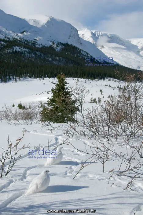 : White-tailed Ptarmigans - in snow - at around the : White-tailed Ptarmigans - in snow - at around the