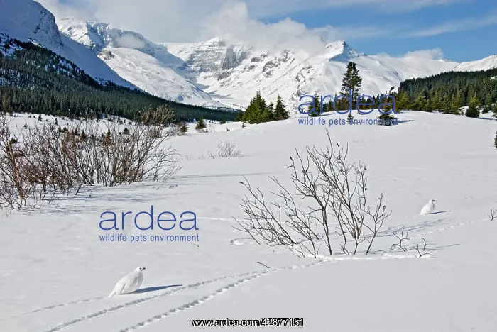 : White-tailed Ptarmigans - in snow - at around the : White-tailed Ptarmigans - in snow - at around the