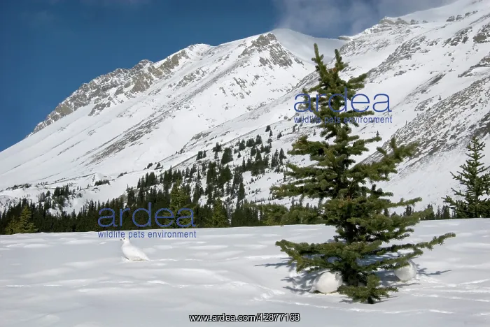 : White-tailed Ptarmigans - in snow - at around the : White-tailed Ptarmigans - in snow - at around the