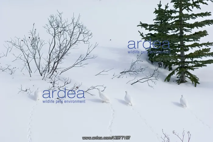 : White-tailed Ptarmigans - in snow : White-tailed Ptarmigans - in snow