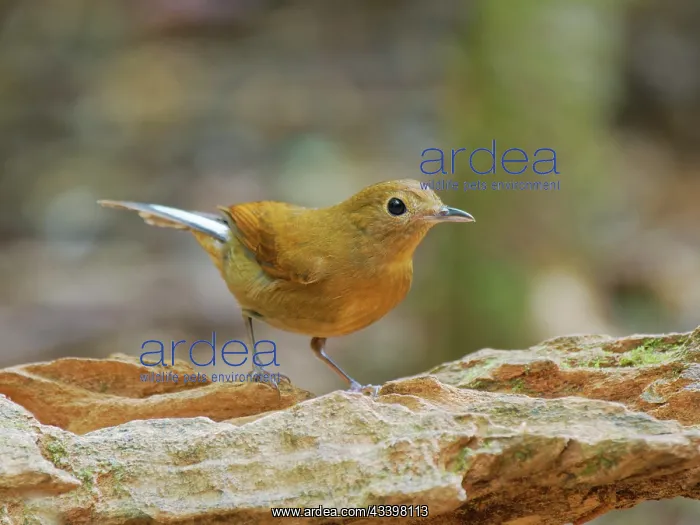 : White Tailed Robin female Myiomela leucura Da Lat : White Tailed Robin female Myiomela leucura Da Lat