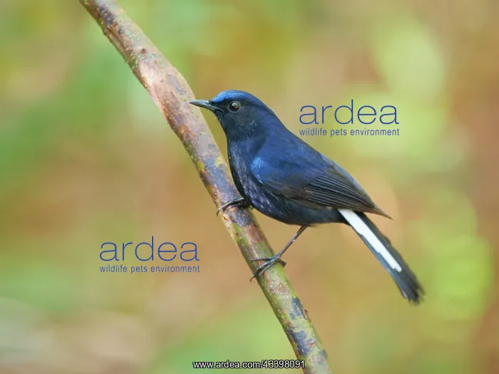 : White Tailed Robin Myiomela leucura Da Lat, Vietnam : White Tailed Robin Myiomela leucura Da Lat, Vietnam