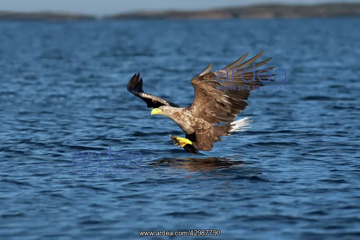 : White-tailed Sea Eagle : White-tailed Sea Eagle
