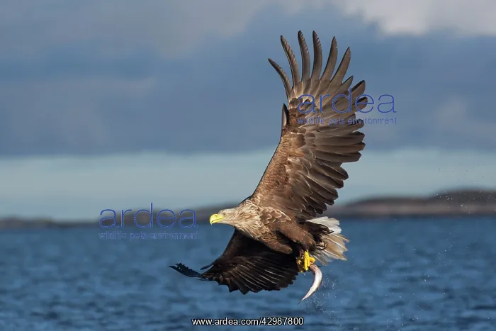 : White-tailed Sea Eagle : White-tailed Sea Eagle