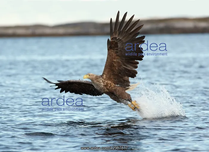 : White-tailed Sea Eagle : White-tailed Sea Eagle
