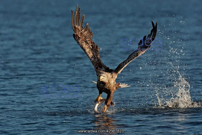 : White-tailed Sea Eagle : White-tailed Sea Eagle