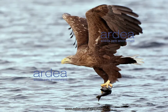 : White-tailed Sea Eagle : White-tailed Sea Eagle