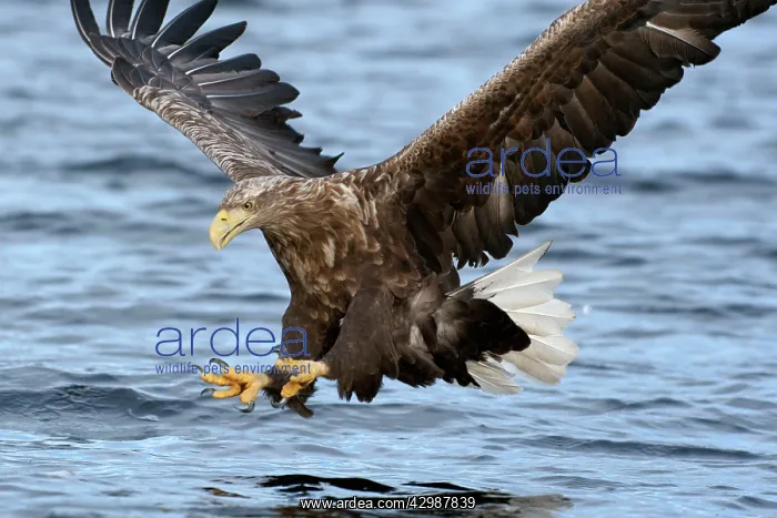 : White-tailed Sea Eagle : White-tailed Sea Eagle