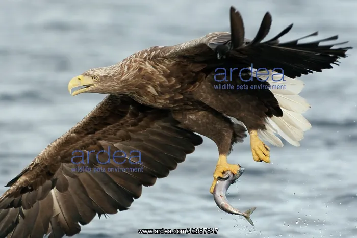: White-tailed Sea Eagle : White-tailed Sea Eagle