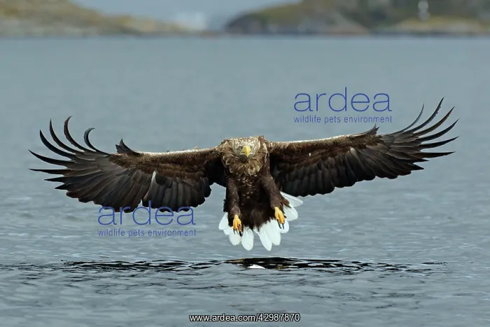 : White-tailed Sea Eagle : White-tailed Sea Eagle