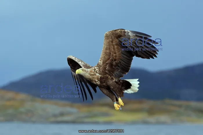  : White-tailed Sea Eagle